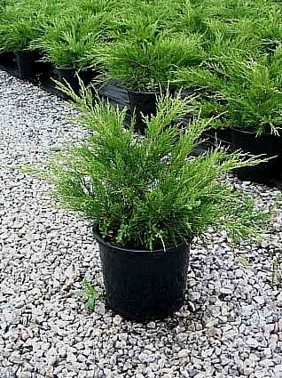 Можжевельник средний Минт Джулеп